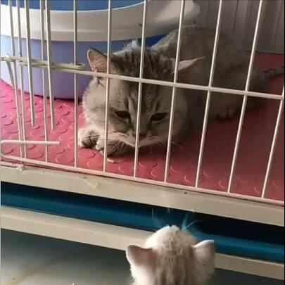 猫咪乱尿标记屡教不改？2026年动物行为学家揭秘3个根治命门