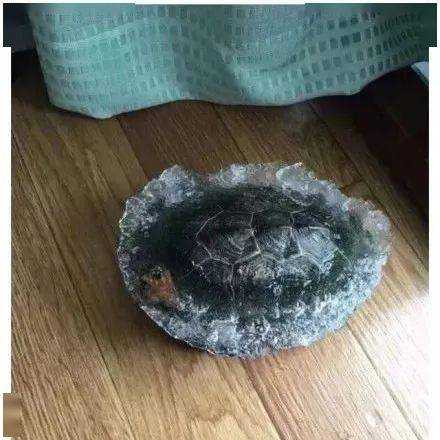 乌龟快递冻成干真相,湖南到东北活体运输致命误区与爬宠安全寄送全攻略 乌龟快递冻成干真相,湖南到东北活体运输致命误区与爬宠安全寄送全攻略