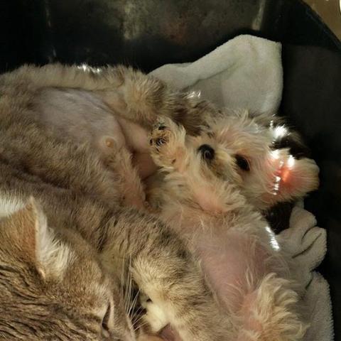 记仇小狗追骂医生八年 每日三趟从不间断