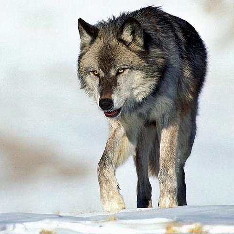 饿狼传说，群狼之城女角色回归 官方cos图释出