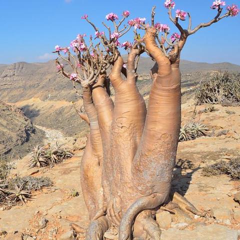 玩家评分逆袭8.3分！红色沙漠口碑逆转获好评