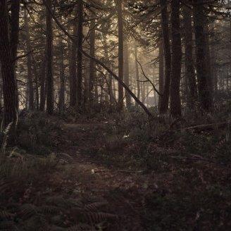 2026年手持恐怖片生存指南,解码布莱尔女巫类型的7个心理陷阱与13部隐藏神作 2026年手持恐怖片生存指南,解码布莱尔女巫类型的7个心理陷阱与13部隐藏神作