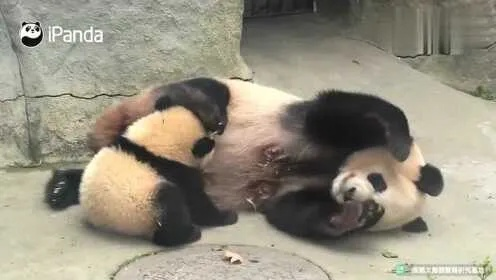 熊猫打喷嚏机制全解密，2026赛季3大隐藏类型与反制盲区