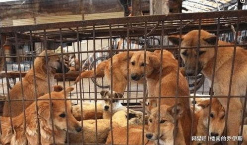 罗技广告争议，降价就跑，是把顾客比作狗吗？