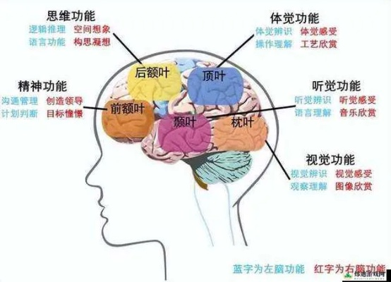 2026年Q1最新，活体脑细胞类型匹配与游戏胜率提升全攻略