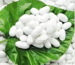 2026九阴真经养蚕类型全解析，从桑蚕到柞蚕的隐藏收益密码