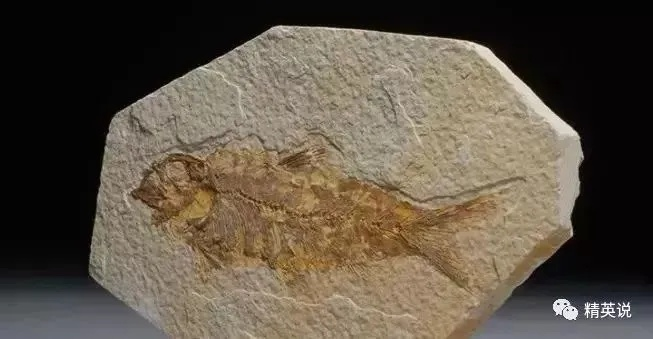2026鱼化石鉴别终极指南，3大造假陷阱与实战破解术