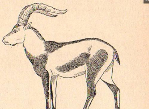 一、为什么你的嘉年华活动总翻车？类型错配的三大陷阱