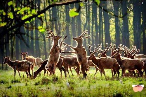 享界S9麋鹿测试存恶意抹黑!享界:已对小摩互娱MCN追责 享界S9麋鹿测试存恶意抹黑!享界:已对小摩互娱MCN追责