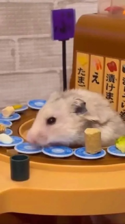 回转寿司店履带惊现老鼠 涉事品牌已公开致歉