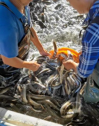 都阳鳗鱼究竟如何驯服？2026顶级玩家实测3大隐藏机制全解