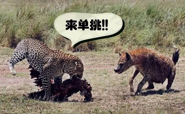 阿比酷类型解密，2026年玩家必知的反复死亡游戏生存法则