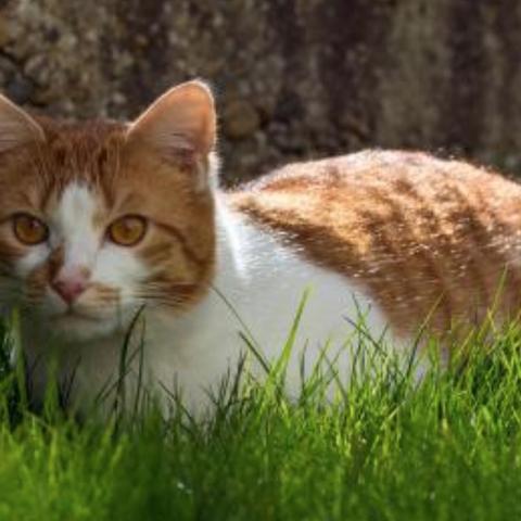 卡狐狸实战全解,如何用干扰流主宰战场? 卡狐狸实战全解,如何用干扰流主宰战场?