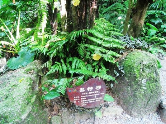 硬核指南,黑沙椤全类型解析,教你如何制霸海贼岛! 硬核指南,黑沙椤全类型解析,教你如何制霸海贼岛!