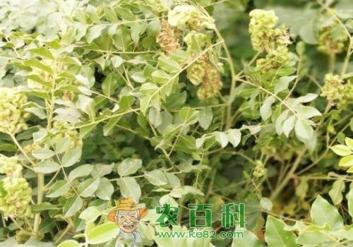 甘草种子类型大揭秘，2026年权威种植攻略与热门需求全解析