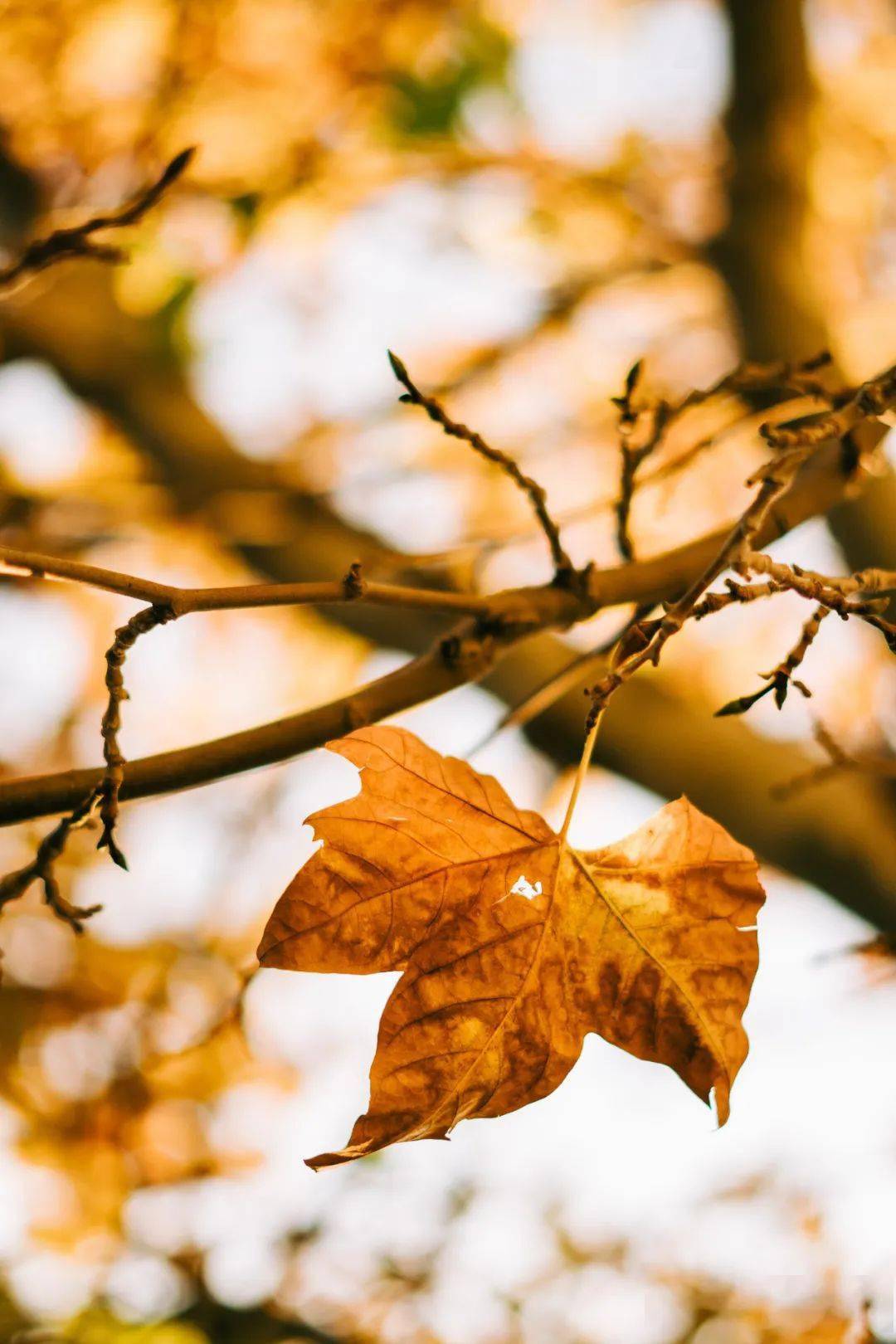 水浒Q传2026还值得入坑吗？老司机深度解析现状与搬砖攻略