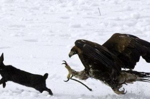 鹰犬无伤速通秘籍，三招破解扑杀连招，90%玩家不知道的破绽位置！