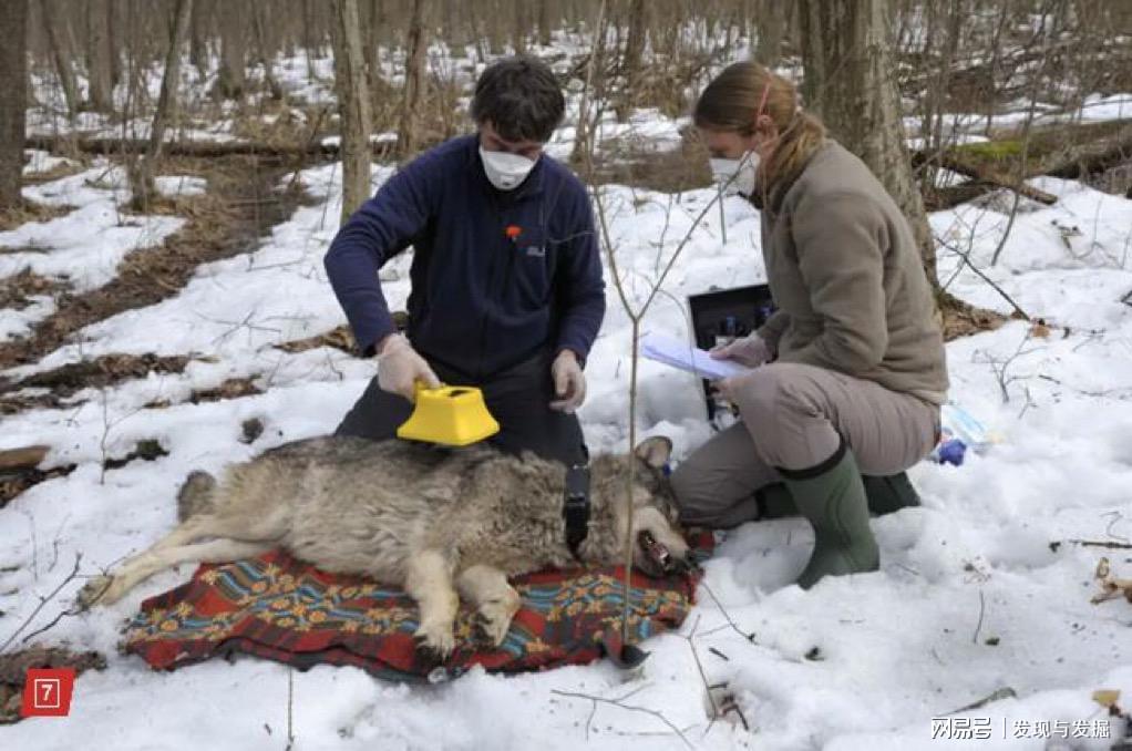 切尔诺贝利辐射野狼，2026权威揭秘抗癌进化之谜与人类应用前景！